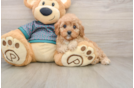 Cavapoo Pup Being Cute