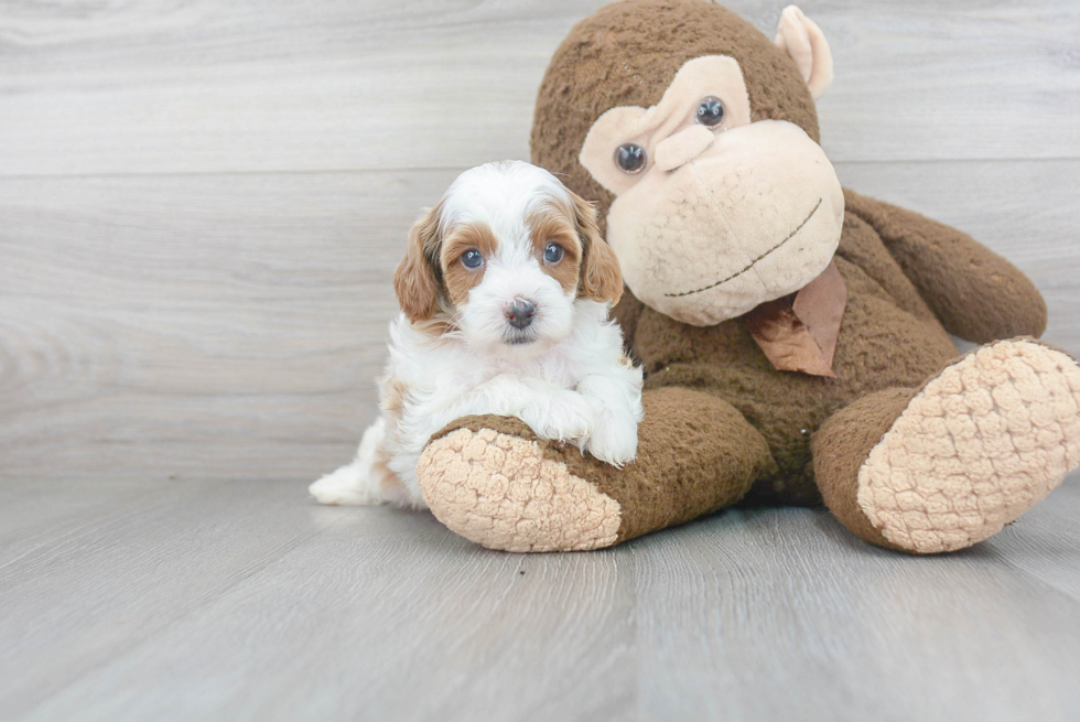 Friendly Cavapoo Baby