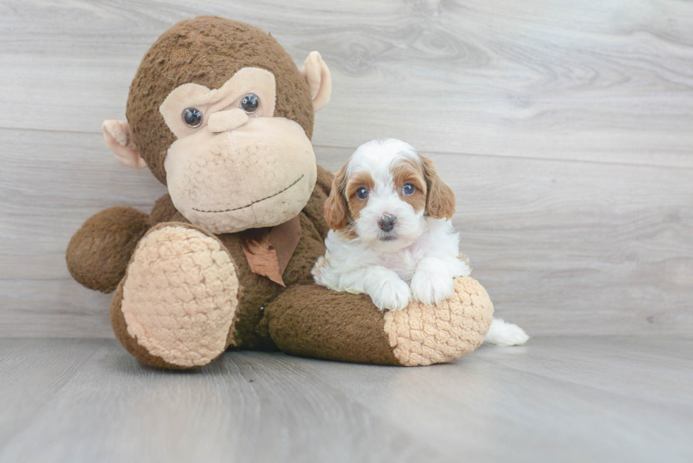 Cavapoo Puppy for Adoption