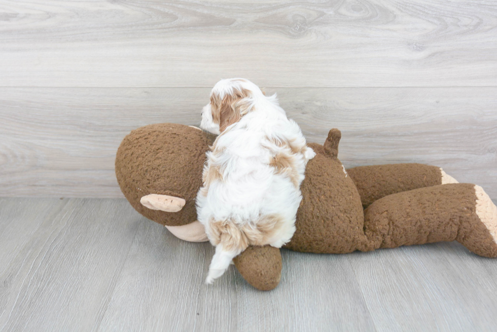 Cavapoo Pup Being Cute