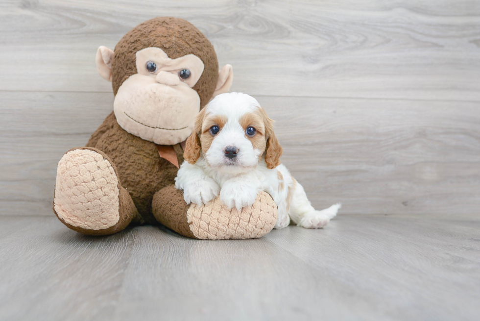 Energetic Cavoodle Poodle Mix Puppy