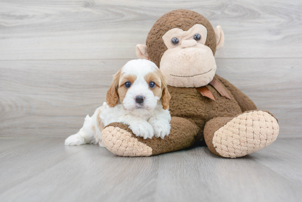 Cavapoo Pup Being Cute