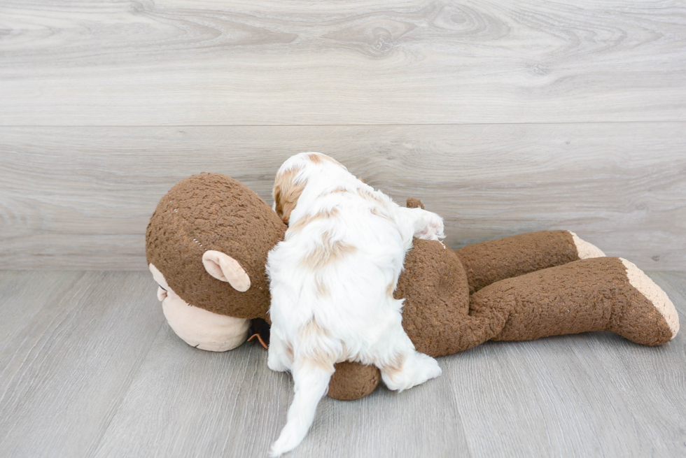 Cavapoo Pup Being Cute