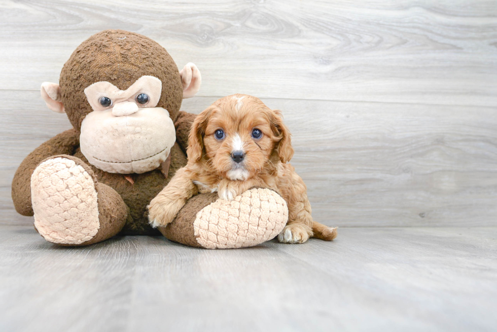 Adorable Cavoodle Poodle Mix Puppy