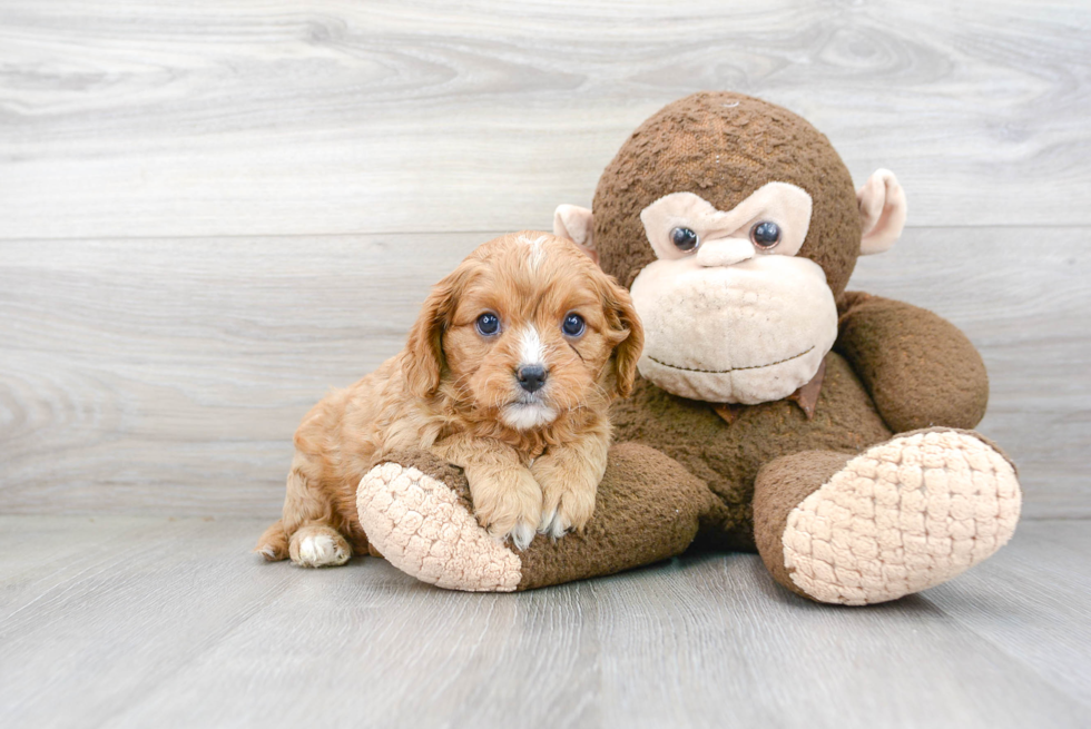 Best Cavapoo Baby