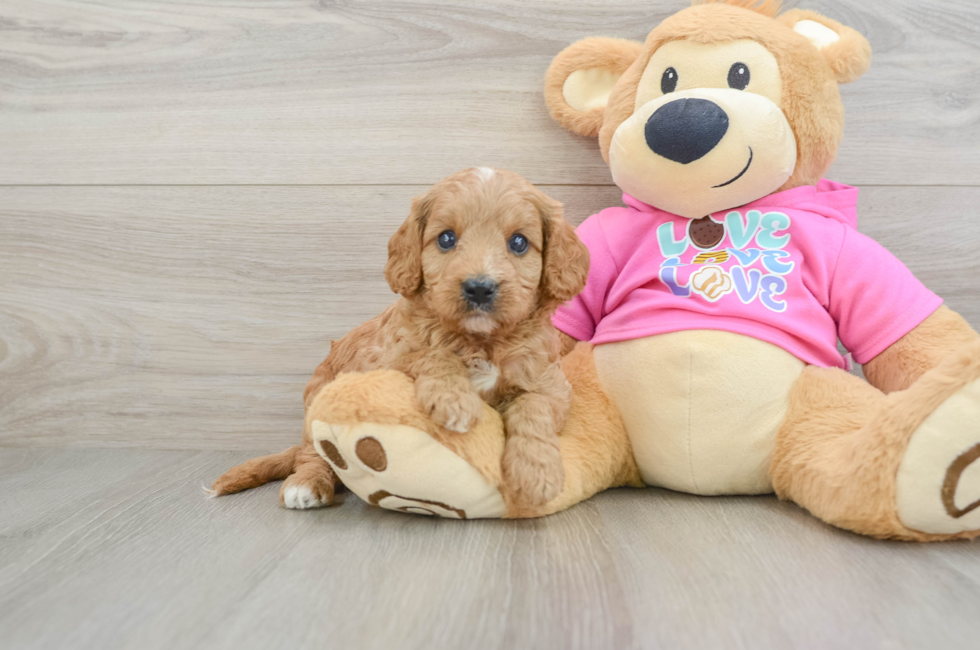 7 week old Cavapoo Puppy For Sale - Premier Pups