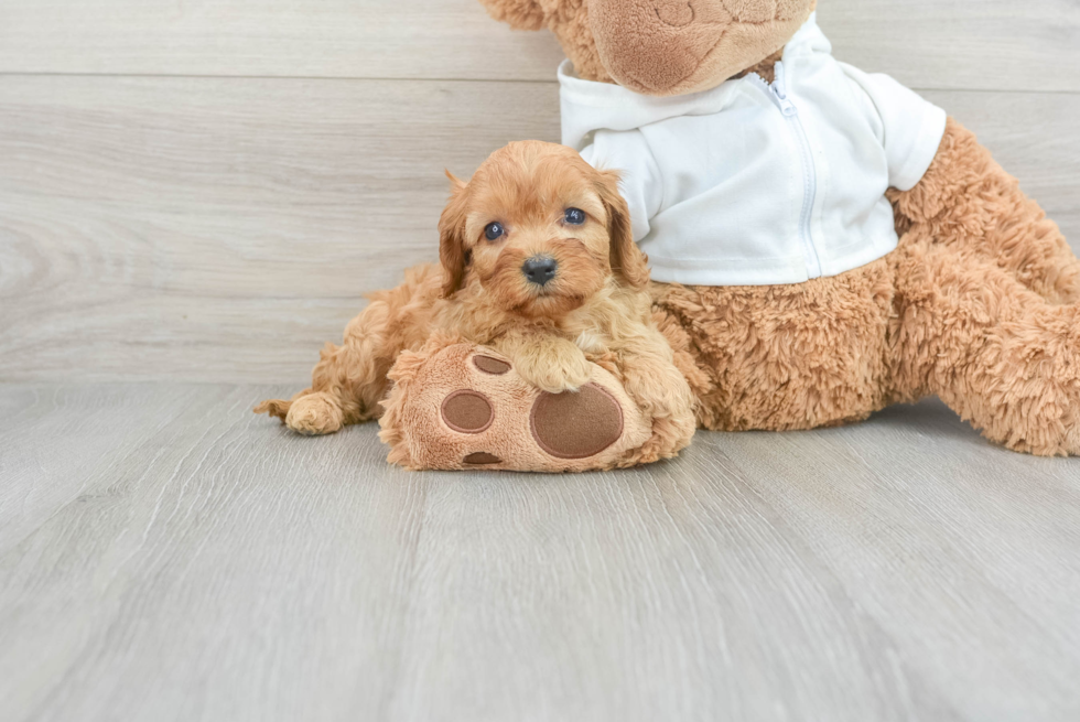 Happy Cavapoo Baby