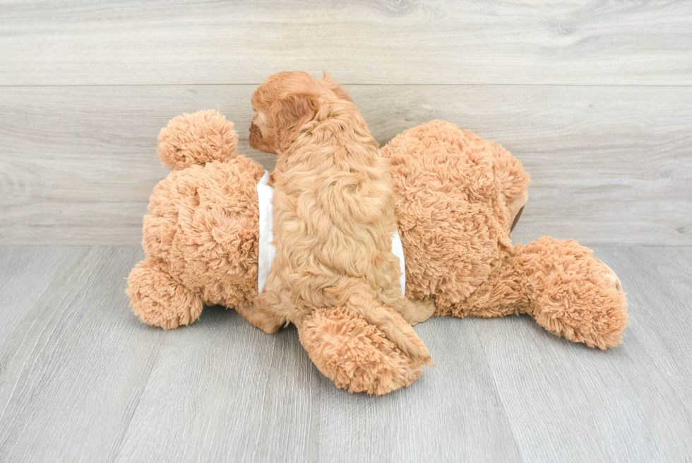 Cavapoo Puppy for Adoption