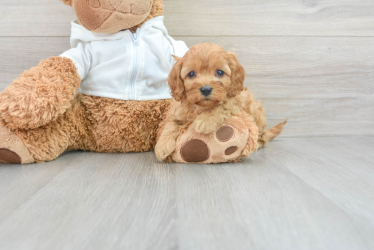 Adorable Cavoodle Poodle Mix Puppy