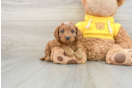 Cavapoo Puppy for Adoption