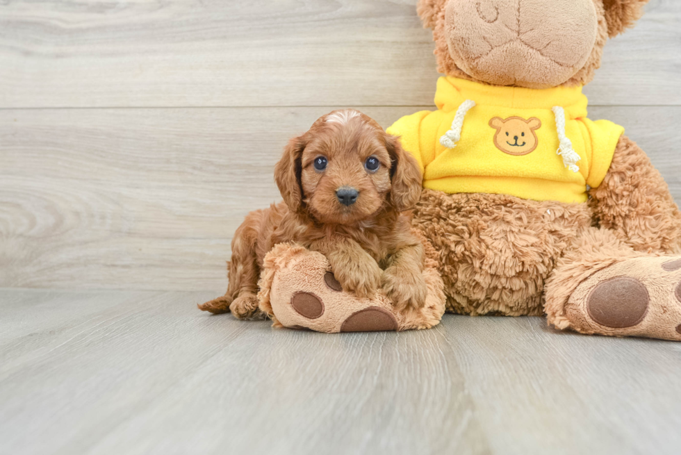 Cavapoo Puppy for Adoption