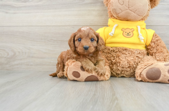 Cavapoo Puppy for Adoption