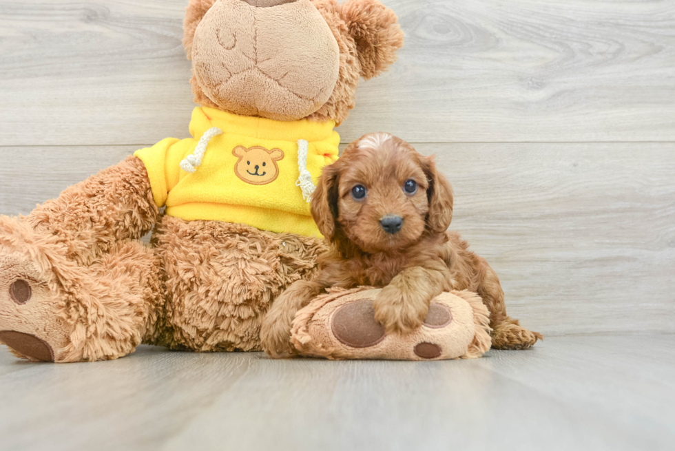 Friendly Cavapoo Baby