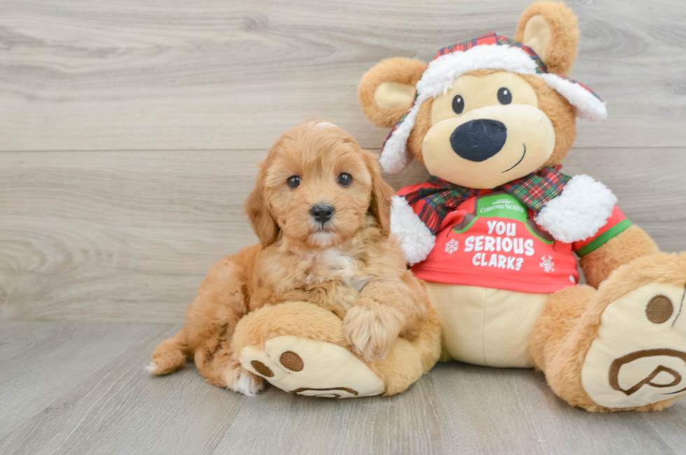 5 week old Cavapoo Puppy For Sale - Premier Pups