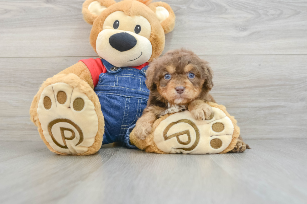 5 week old Cavapoo Puppy For Sale - Premier Pups