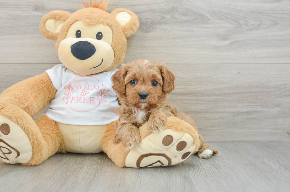 6 week old Cavapoo Puppy For Sale - Premier Pups