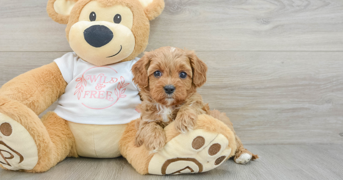 Playful Cavapoo Vince: 4lb 4oz Doodle Puppy