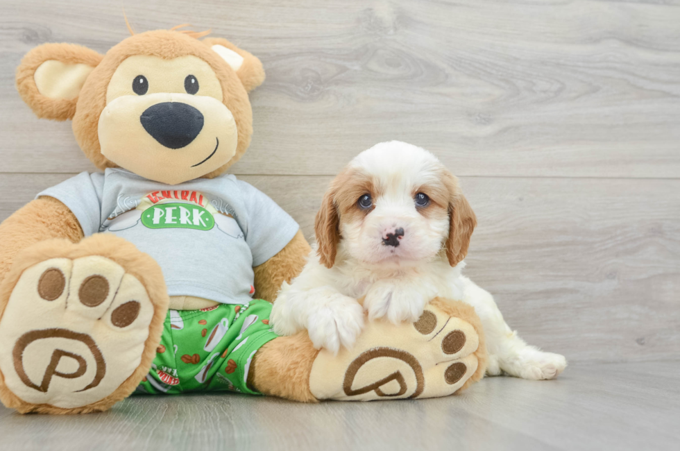 6 week old Cavapoo Puppy For Sale - Premier Pups