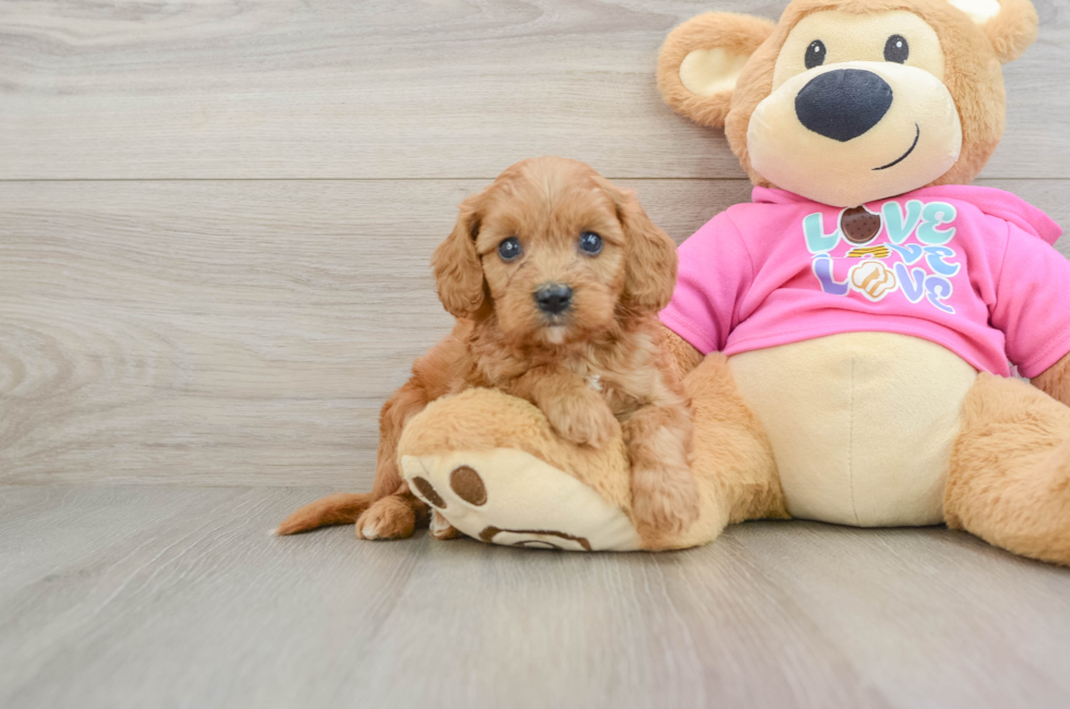 7 week old Cavapoo Puppy For Sale - Premier Pups