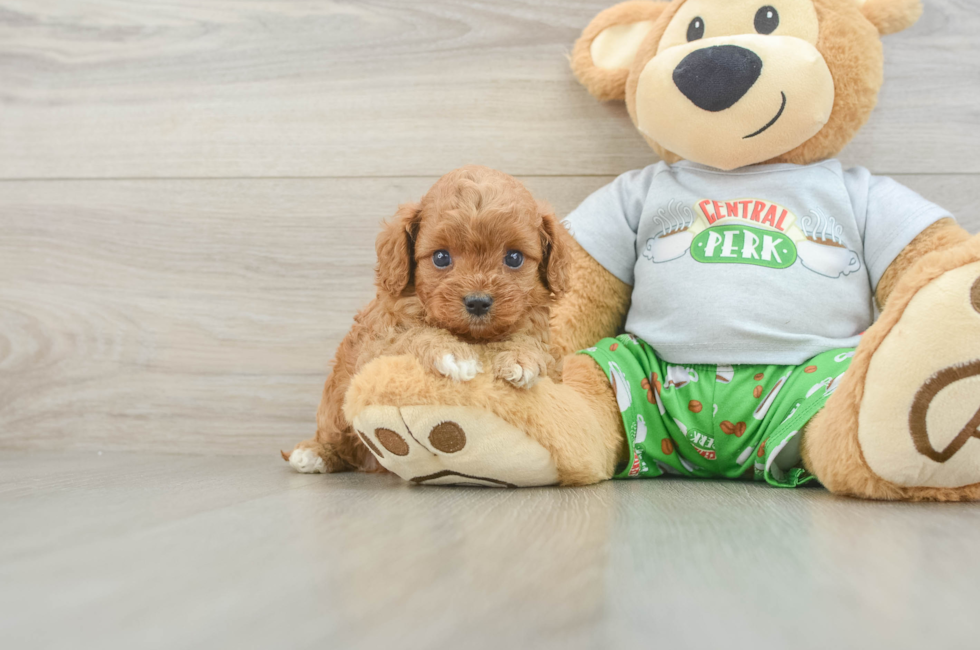 5 week old Cavapoo Puppy For Sale - Premier Pups