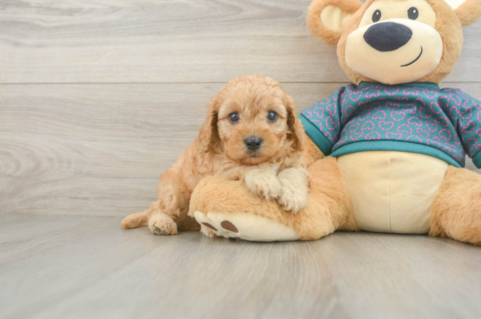 5 week old Cavapoo Puppy For Sale - Premier Pups