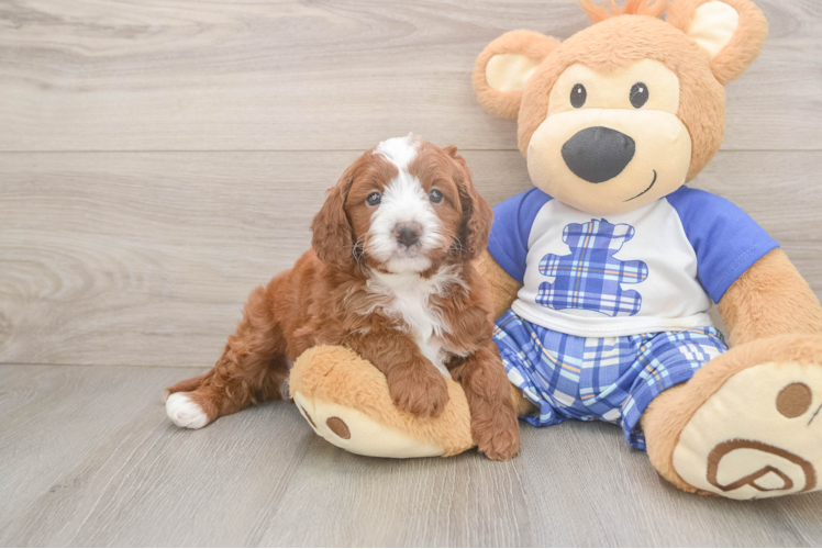 Hypoallergenic Cavadoodle Poodle Mix Puppy