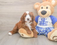 8 week old Cavapoo Puppy For Sale - Premier Pups