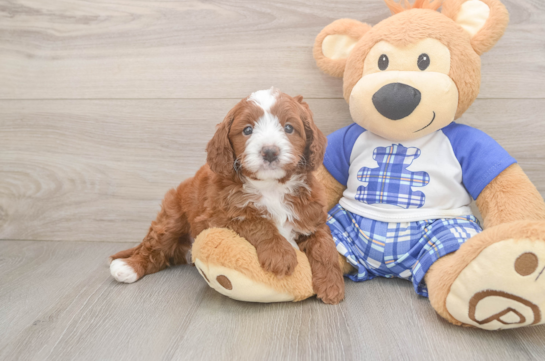 Hypoallergenic Cavadoodle Poodle Mix Puppy