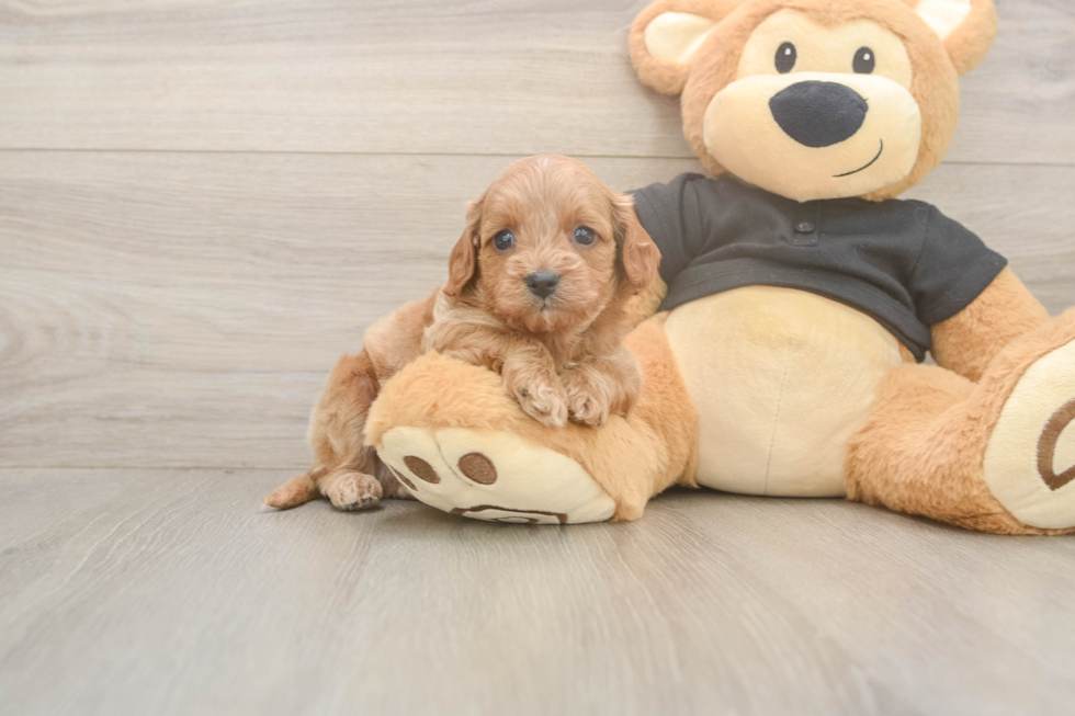 Best Cavapoo Baby