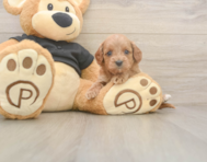 7 week old Cavapoo Puppy For Sale - Premier Pups