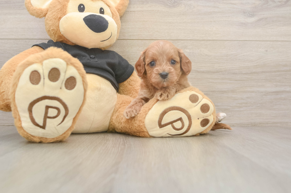 5 week old Cavapoo Puppy For Sale - Premier Pups