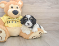 8 week old Cavapoo Puppy For Sale - Premier Pups