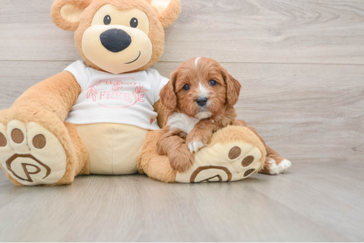 Cavapoo Puppy for Adoption