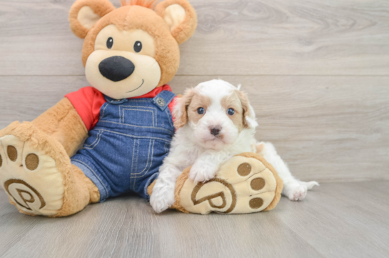 Cute Cavapoo Baby