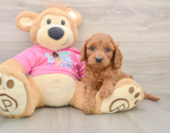 8 week old Cavapoo Puppy For Sale - Premier Pups
