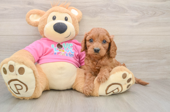 Adorable Cavalier King Charles Spaniel and Poodle Mix Poodle Mix Puppy