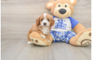 Playful Cavapoodle Poodle Mix Puppy