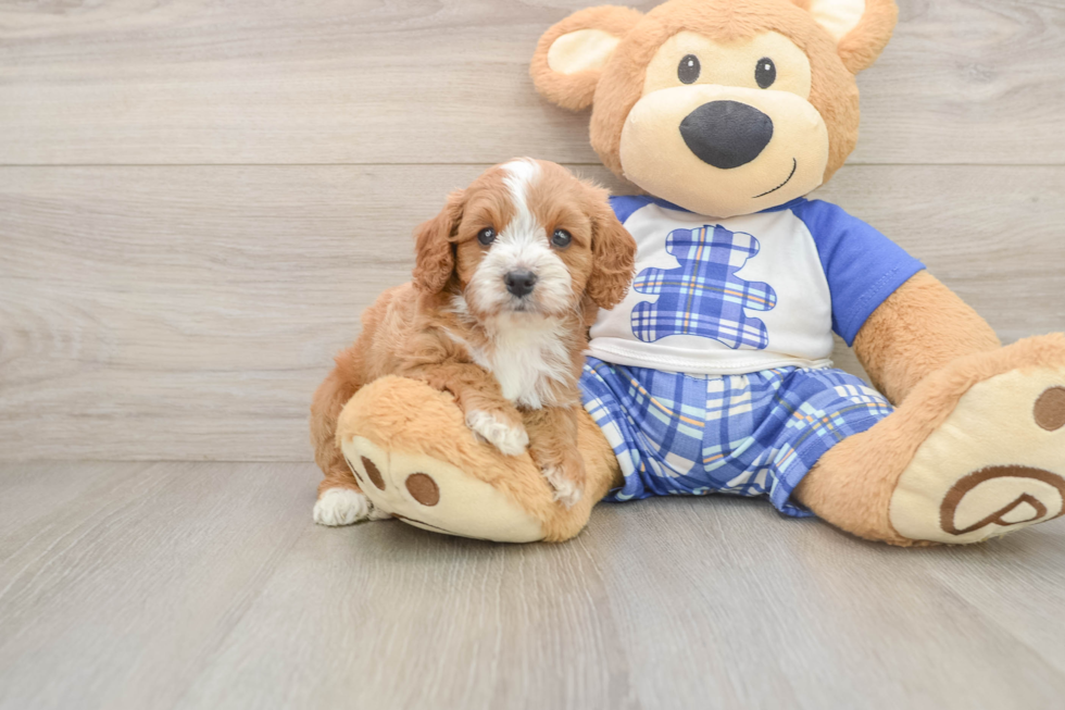 Playful Cavapoodle Poodle Mix Puppy