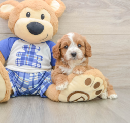 7 week old Cavapoo Puppy For Sale - Premier Pups