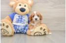 Cavapoo Puppy for Adoption