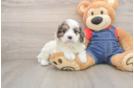 Best Cavapoo Baby