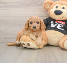 7 week old Cavapoo Puppy For Sale - Premier Pups