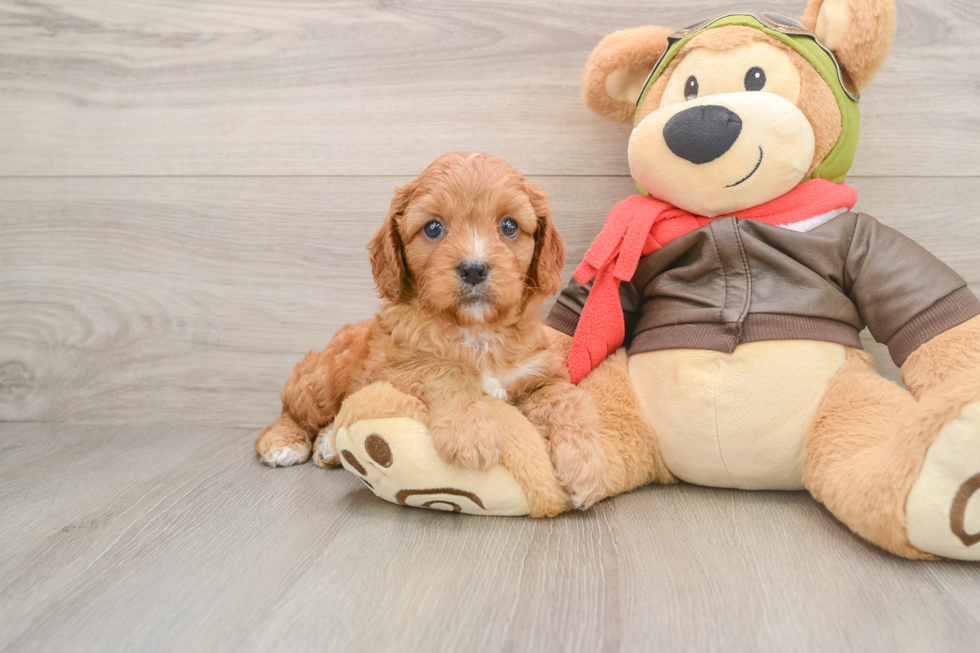 Cavapoo Pup Being Cute