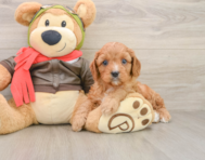 7 week old Cavapoo Puppy For Sale - Premier Pups