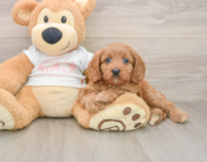 8 week old Cavapoo Puppy For Sale - Premier Pups