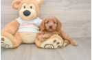 Cavapoo Pup Being Cute