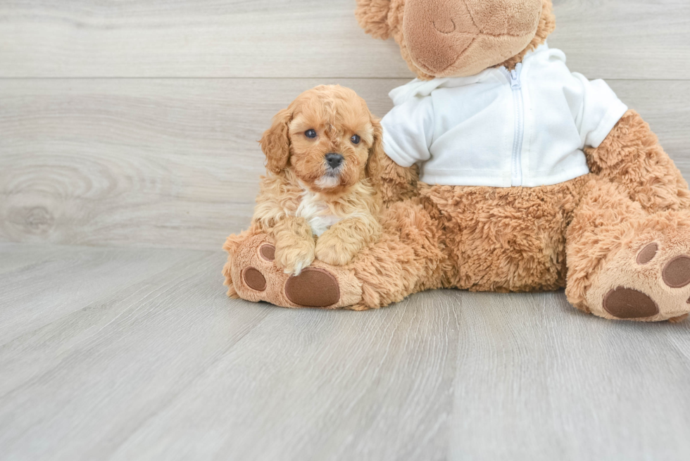 Playful Cavoodle Poodle Mix Puppy