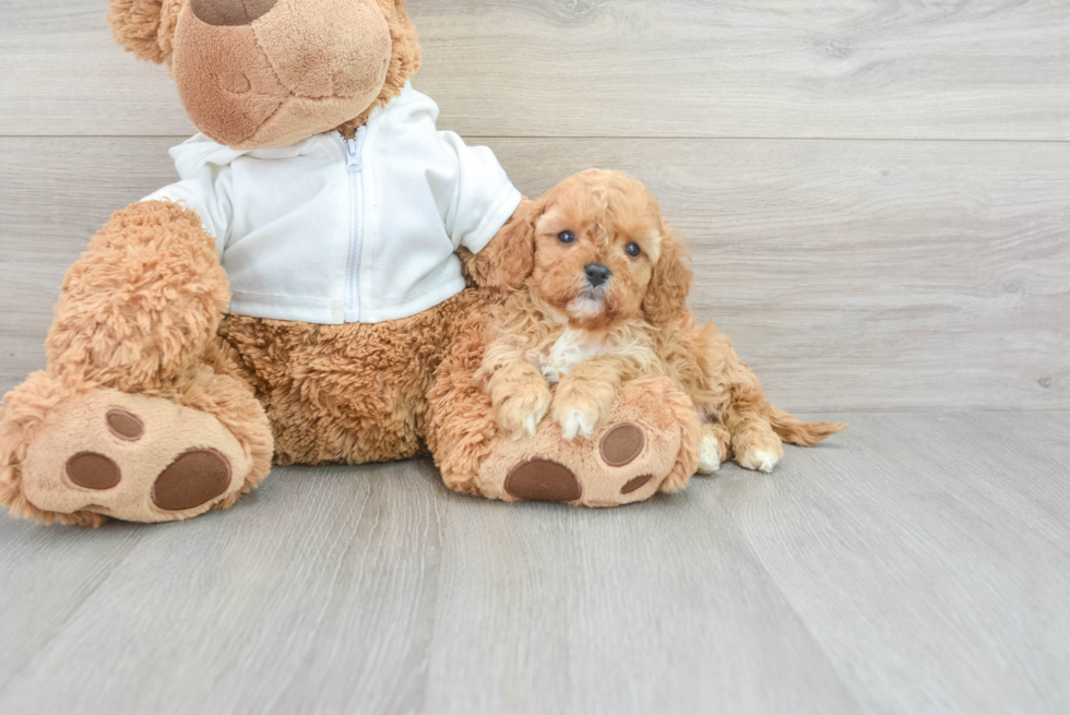 Popular Cavapoo Poodle Mix Pup