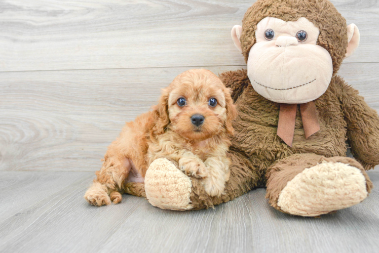 Cavapoo Puppy for Adoption