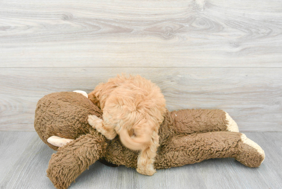 Best Cavapoo Baby
